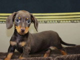 2 chiots Teckel nain à vendre non LOF nés en mars 2026