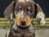 2 chiots Teckel nain à vendre non LOF nés en mars 2026