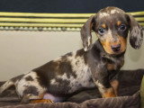 2 chiots Teckel nain à vendre non LOF nés en mars 2026