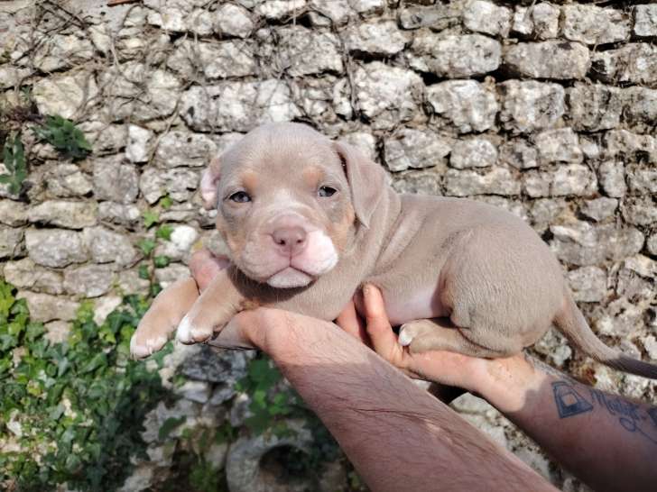 femelle trico lilac
