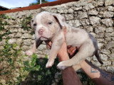 femelle trico lilac merle