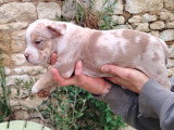 mâle trico chocolat merle possible yeux vairons