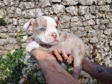 femmelle chocolat merle possible yeux vairons