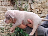 mâle trico lilac