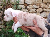 mâle chocolat merle / blanc possible yeux bleu