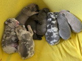 Chiots de type Bouledogue Français à vendre (6 femelles & 2 mâles)