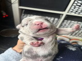 Chiots de type Bouledogue Français à vendre (6 femelles & 2 mâles)