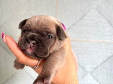 Chiots de type Bouledogue Français à vendre (6 femelles & 2 mâles)