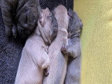 Chiots de type Bouledogue Français à vendre (6 femelles & 2 mâles)