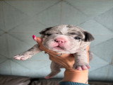 Chiots de type Bouledogue Français à vendre (6 femelles & 2 mâles)