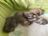 Chiots de type Bouledogue Français à vendre (6 femelles & 2 mâles)
