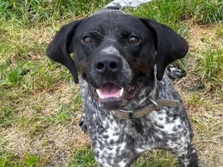 Disponible à l'adoption : chien noir et blanc de 3 ans