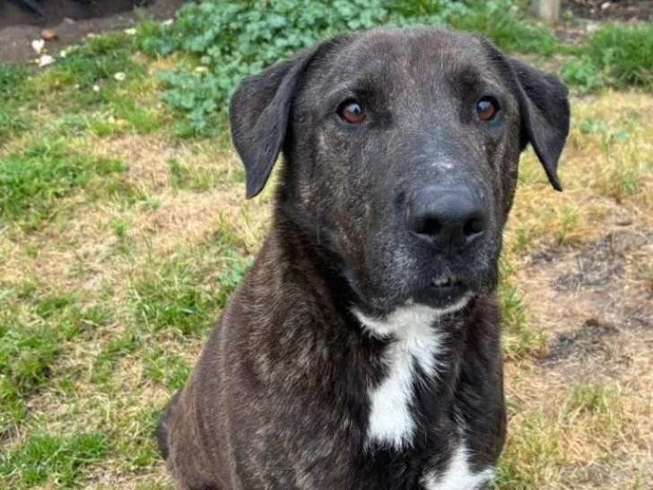 En attente d'un foyer : chien au pelage bringé de 6 ans