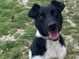 À adopter : chien noir et blanc de 3 ans