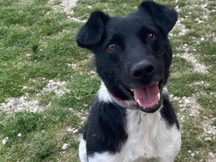 À adopter : chien noir et blanc de 3 ans