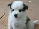 En attente d'adoption : chiot femelle de 2 mois