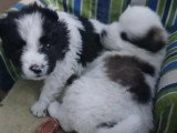 En attente d'adoption : chiot femelle de 2 mois
