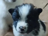 En attente d'un foyer : chiot mâle de 2 mois