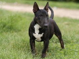 Un chiot Bull Terrier Miniature LOF trindle de décembre 2025 à vendre