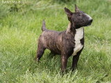 Un chiot Bull Terrier Miniature LOF trindle de décembre 2025 à vendre