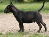 Un chiot Bull Terrier Miniature LOF trindle de décembre 2025 à vendre