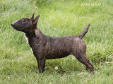 Un chiot Bull Terrier Miniature LOF trindle de décembre 2025 à vendre
