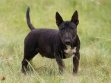 Un chiot Bull Terrier Miniature LOF trindle de décembre 2025 à vendre