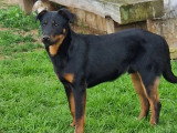 En attente d'adoption : chiot mâle Beauceron noir et feu de 11 mois