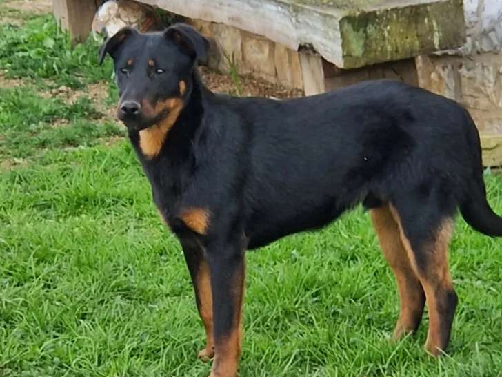 En attente d'adoption : chiot mâle Beauceron noir et feu de 11 mois