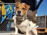 Disponible à l'adoption : chien Jack Russell Terrier roux et blanc d'un an