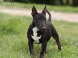 Femelle Bull Terrier Miniatures LOF bringée d'août 2025 à vendre