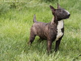 Femelle Bull Terrier Miniatures LOF bringée d'août 2025 à vendre