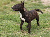 Femelle Bull Terrier Miniatures LOF bringée d'août 2025 à vendre
