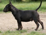Femelle Bull Terrier Miniatures LOF bringée d'août 2025 à vendre