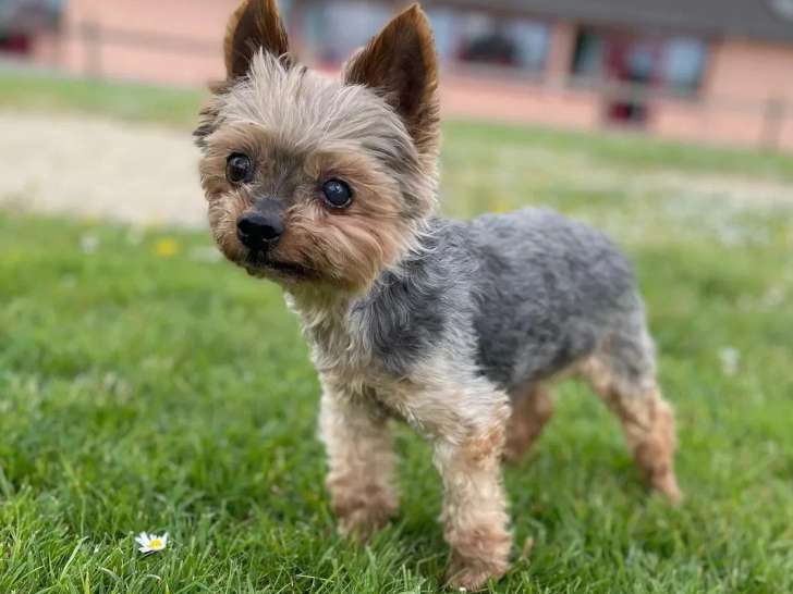 En attente d'un foyer : chien Yorkshire Terrier noir et beige de 15 ans