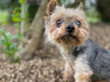 En attente d'un foyer : chien Yorkshire Terrier noir et beige de 15 ans