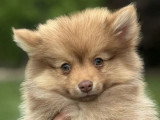 2 chiots femelles Pomsky chocolat de février 2026 non LOF à vendre