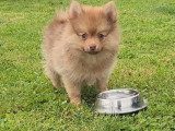 2 chiots femelles Pomsky chocolat de février 2026 non LOF à vendre