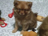 2 chiots femelles Pomsky chocolat de février 2026 non LOF à vendre