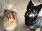2 chiots femelles Pomsky chocolat de février 2026 non LOF à vendre