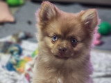 2 chiots femelles Pomsky chocolat de février 2026 non LOF à vendre