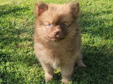 Brownie, 1 femelle Pomsky chocolat de bientot 4 mois