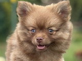 Brownie, 1 femelle Pomsky chocolat de bientot 4 mois