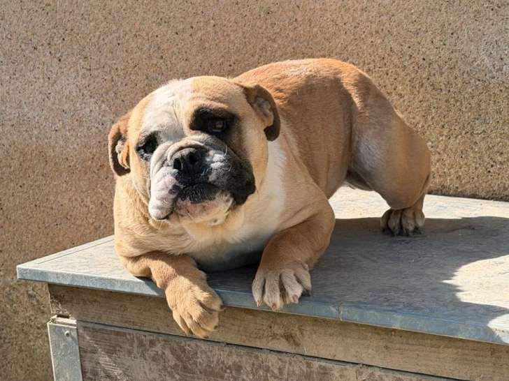Chienne New English Bulldog non LOF née octobre 2023 à vendre
