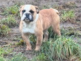 Chienne New English Bulldog non LOF née octobre 2023 à vendre