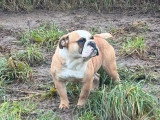 Chienne New English Bulldog non LOF née octobre 2023 à vendre