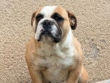 Chienne New English Bulldog non LOF née octobre 2023 à vendre