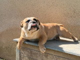 Chienne New English Bulldog non LOF née octobre 2023 à vendre