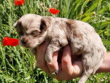 Chiot femelle Chihuahua non LOF à réserver, né en avril 2026