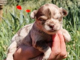 Chiot femelle Chihuahua non LOF à réserver, né en avril 2026